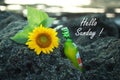Hello Sunday cards greetings, with beer and a beautiful sunflowers laying on sea rock in the beach. Text notes of happy sunday
