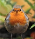 Hello there, i\'m Robin... the robin Royalty Free Stock Photo