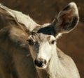 Hello There! Mule Deer Greeting