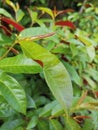 Hello Wednesday with these beautiful green-red leaves