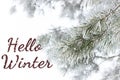 Hello winter on the background of rimed pine branch with hoarfrost snowing Royalty Free Stock Photo