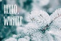 Hello Winter text on snow-covered branches of blue spruce. Winter forest covered with snow and ice at day. Snowy fir trees, icy Royalty Free Stock Photo