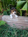 Hello world beagle on the job