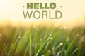 Hello World. Green grass with dew drops on spring morning, closeup Royalty Free Stock Photo