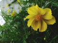 Hellow Yellow Bloomed Flower by TirtaHulu
