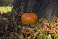 Helloween angry face pumpkin outside Royalty Free Stock Photo