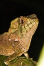 Helmed lizard from rainforest jungle Royalty Free Stock Photo