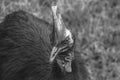 a helmet cassowary in Etty Bay