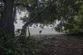 a helmet cassowary in Etty Bay