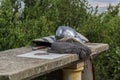 Helmet, chainmail and sword on a stone table Royalty Free Stock Photo