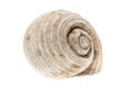 Helmet sea shell - Tonna Galea or Tun Shell. Empty house of a se Royalty Free Stock Photo