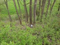 Helmet thrown among the trees in the forest