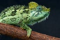 Helmeted Chameleon Royalty Free Stock Photo