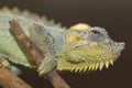 Helmeted chameleon