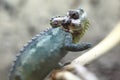 Helmeted chameleon