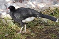 Helmeted curassow 1 Royalty Free Stock Photo