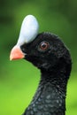 Helmeted curassow Royalty Free Stock Photo