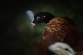 Helmeted Curassow bird Royalty Free Stock Photo