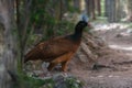 Helmeted Curassow bird Royalty Free Stock Photo