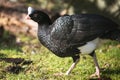 Helmeted curassow Royalty Free Stock Photo