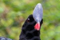 Helmeted curassow Royalty Free Stock Photo