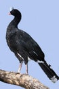 Helmeted Curassow, pauxi pauxi, Adult standing on Branch Royalty Free Stock Photo