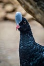 Helmeted Curassow Pauxi pauxi Royalty Free Stock Photo