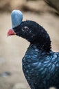 Helmeted Curassow Pauxi pauxi Royalty Free Stock Photo