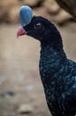 Helmeted Curassow Pauxi pauxi Royalty Free Stock Photo