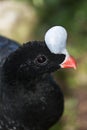 Helmeted Curassow, pauxi pauxi, Portrait of Adult Royalty Free Stock Photo