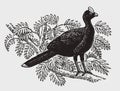 Helmeted curassow pauxi sitting on a branch Royalty Free Stock Photo