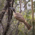 a helmeted friar bird that is standing in a forest on magnetic island