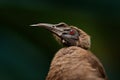 Helmeted friarbird, Philemon buceroides, beautiful bird sitting on the banana tree in the green forest,Borneo, Indonesia in Asia