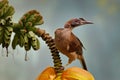 Helmeted friarbird, Philemon buceroides,  beautiful bird sitting on the banana tree in the green forest,Borneo, Indonesia in Asia Royalty Free Stock Photo