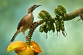 Helmeted friarbird, Philemon buceroides,  beautiful bird sitting on the banana tree in the green forest, Indonesia in Asia. Royalty Free Stock Photo