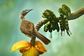 Helmeted friarbird, Philemon buceroides,  beautiful bird sitting on the banana tree in the green forest, Indonesia in Asia. Royalty Free Stock Photo