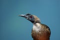 Helmeted friarbird Philemon buceroides, portrait with teal background. Very strange bird head, ugly bird