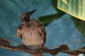 Helmeted Friarbird Philemon Buceroides Sitting on a Branch Royalty Free Stock Photo