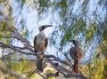 Helmeted friarbird, Philemon buceroides, sitting on tree branch.