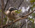 Helmeted Friarbird in the wild on Magnetic Island in australia
