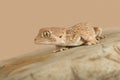 Helmeted Gecko Tarentola chazaliae