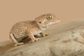 Helmeted Gecko Tarentola chazaliae