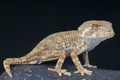 Helmeted gecko / Tarentola chazaelia