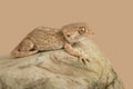 Helmeted Gecko Tarentola chazaliae Royalty Free Stock Photo