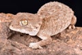 Helmeted gecko Tarentola chazaliae