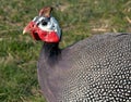 Helmeted guinea fowl Royalty Free Stock Photo