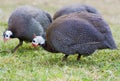 Helmeted Guinea Fowl