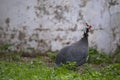 Helmeted Guinea fowl