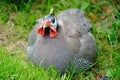 Helmeted Guinea Fowl Royalty Free Stock Photo