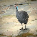 Helmeted guinea fowl (Numida meleagris) Royalty Free Stock Photo